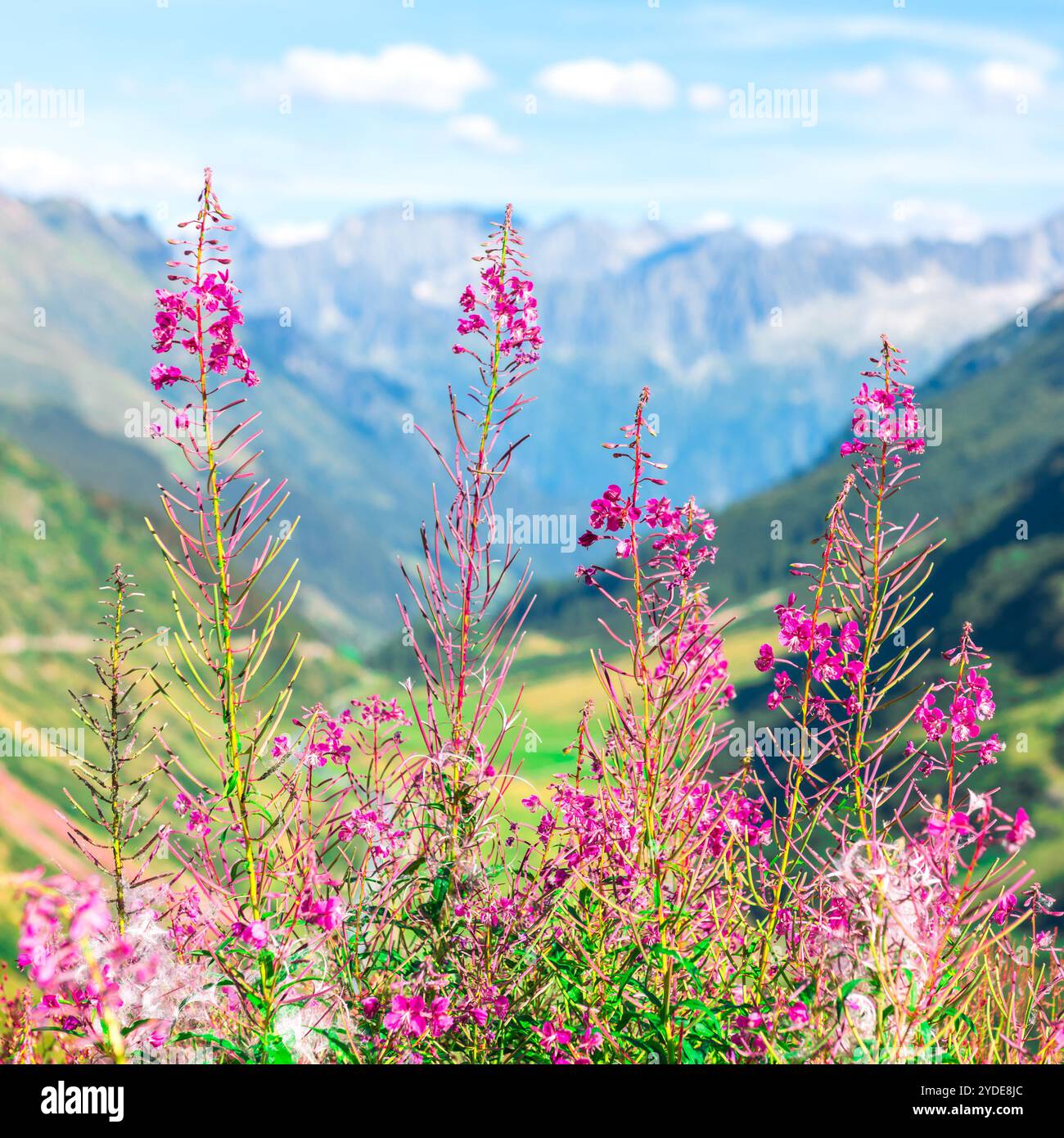 Swiss Apls avec des fleurs roses sauvages Banque D'Images