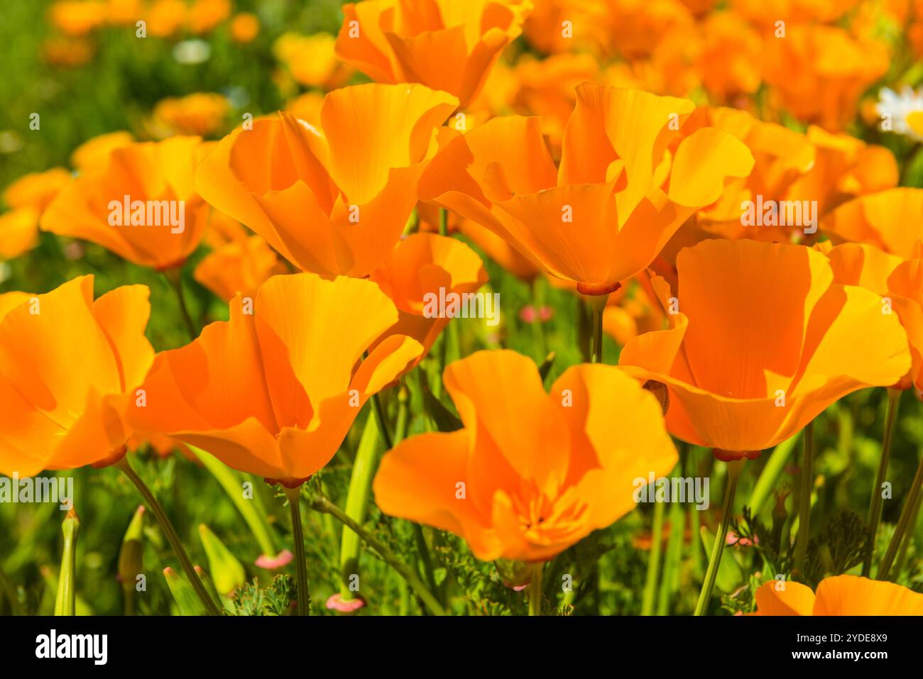 Coquelicots orange dans une prairie d'été par jour ensoleillé Banque D'Images