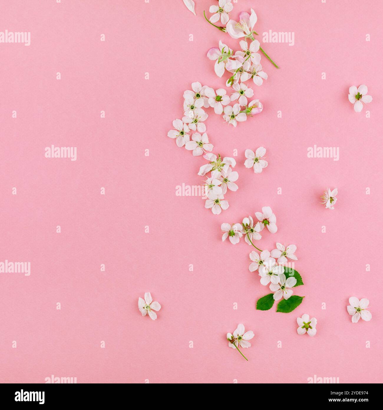 Motif de fleurs en fleurs de cerisier blanc printanier Banque D'Images