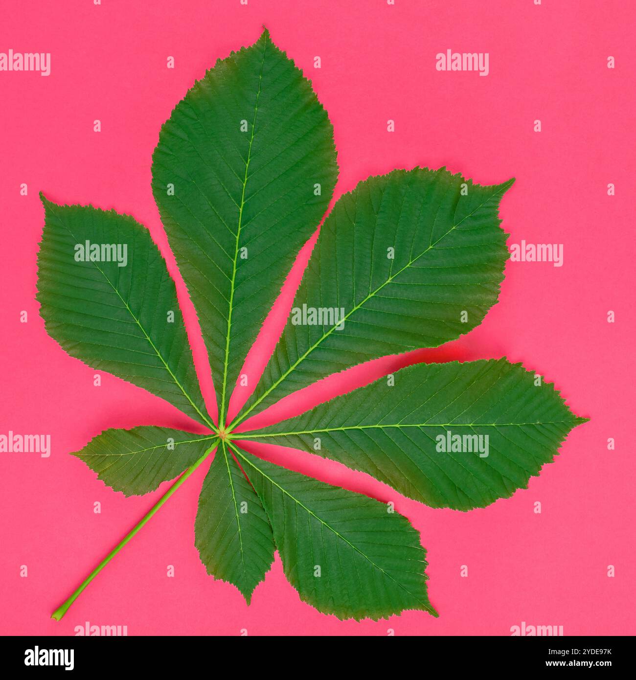 Motif avec des feuilles de châtaignier vertes fraîches Banque D'Images