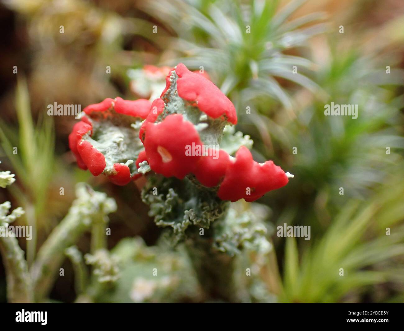 Soldats jouets (Cladonia bellidiflora) Banque D'Images