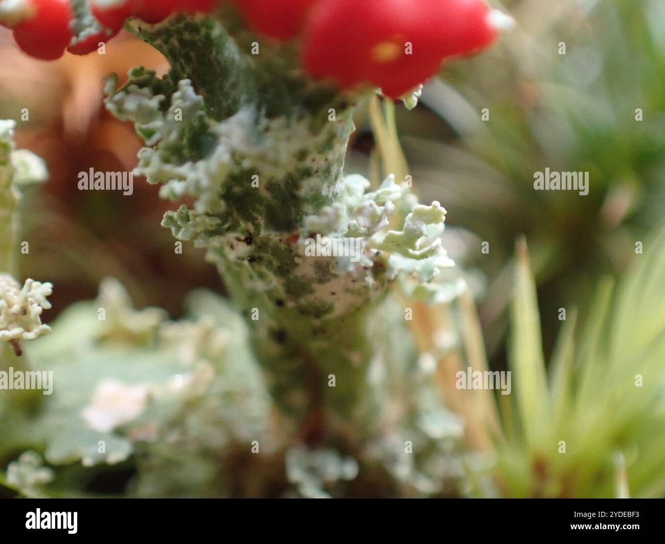 Soldats jouets (Cladonia bellidiflora) Banque D'Images