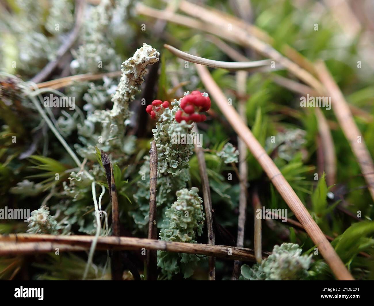 Soldats jouets (Cladonia bellidiflora) Banque D'Images