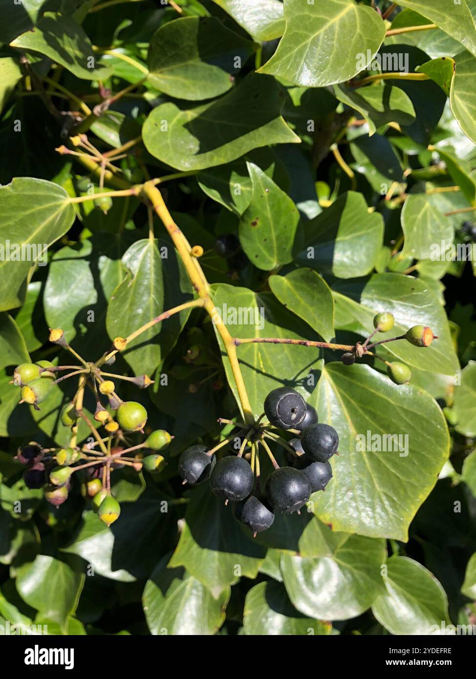 Îles Canaries Ivy (Hedera canariensis) Banque D'Images