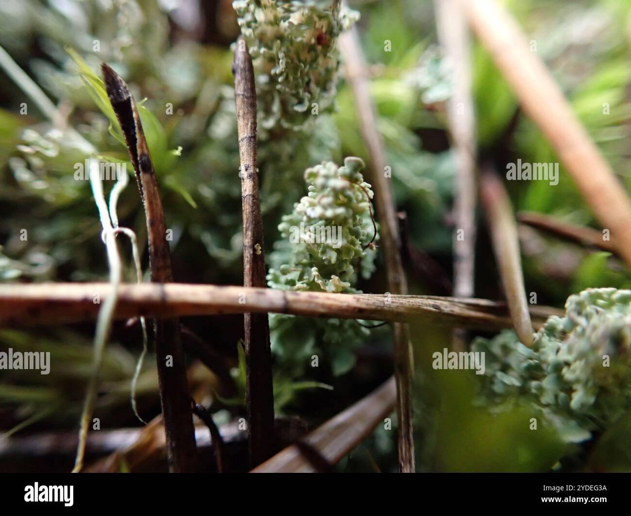 Soldats jouets (Cladonia bellidiflora) Banque D'Images