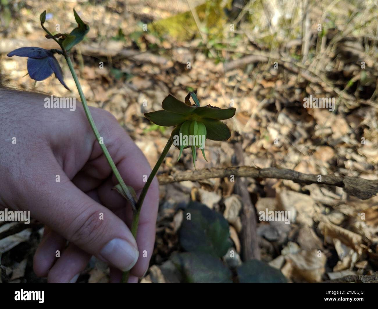 (Helleborus atrorubens) Banque D'Images