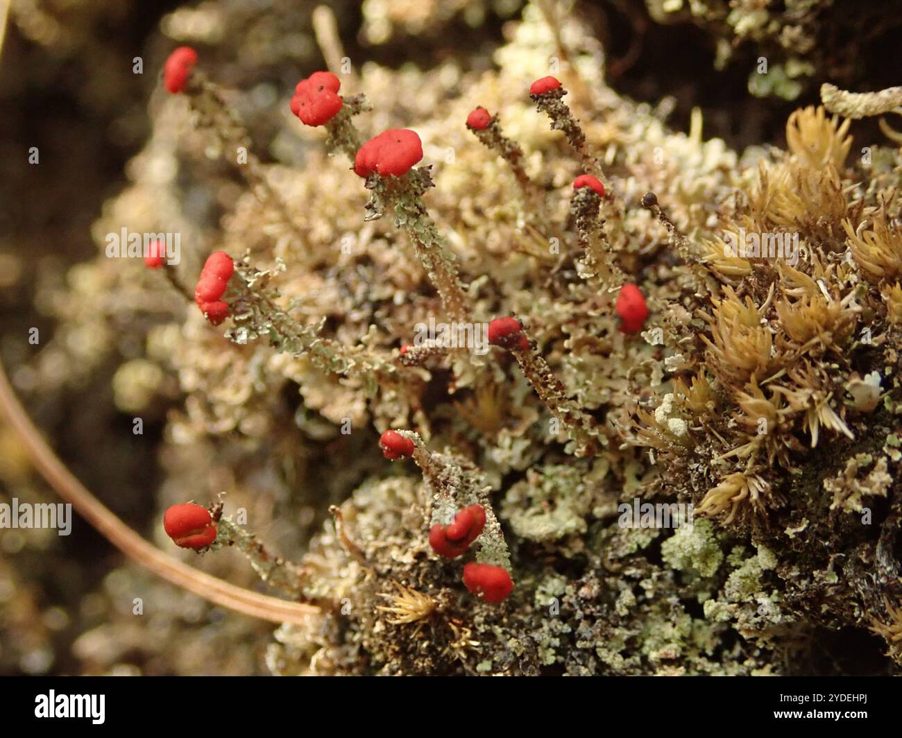 Soldats jouets (Cladonia bellidiflora) Banque D'Images