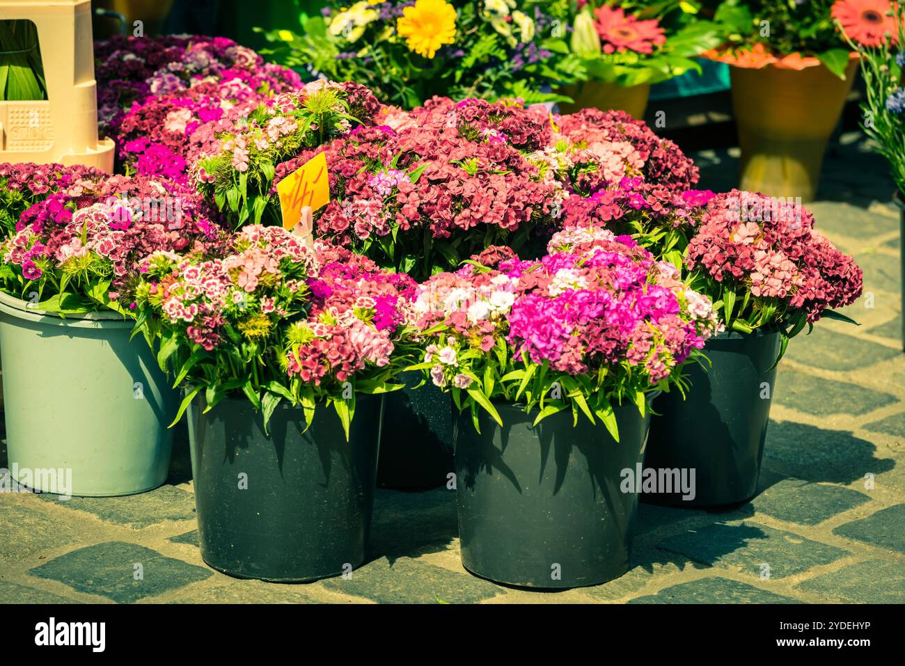 Belles fleurs d'œillet sur un marché européen Banque D'Images