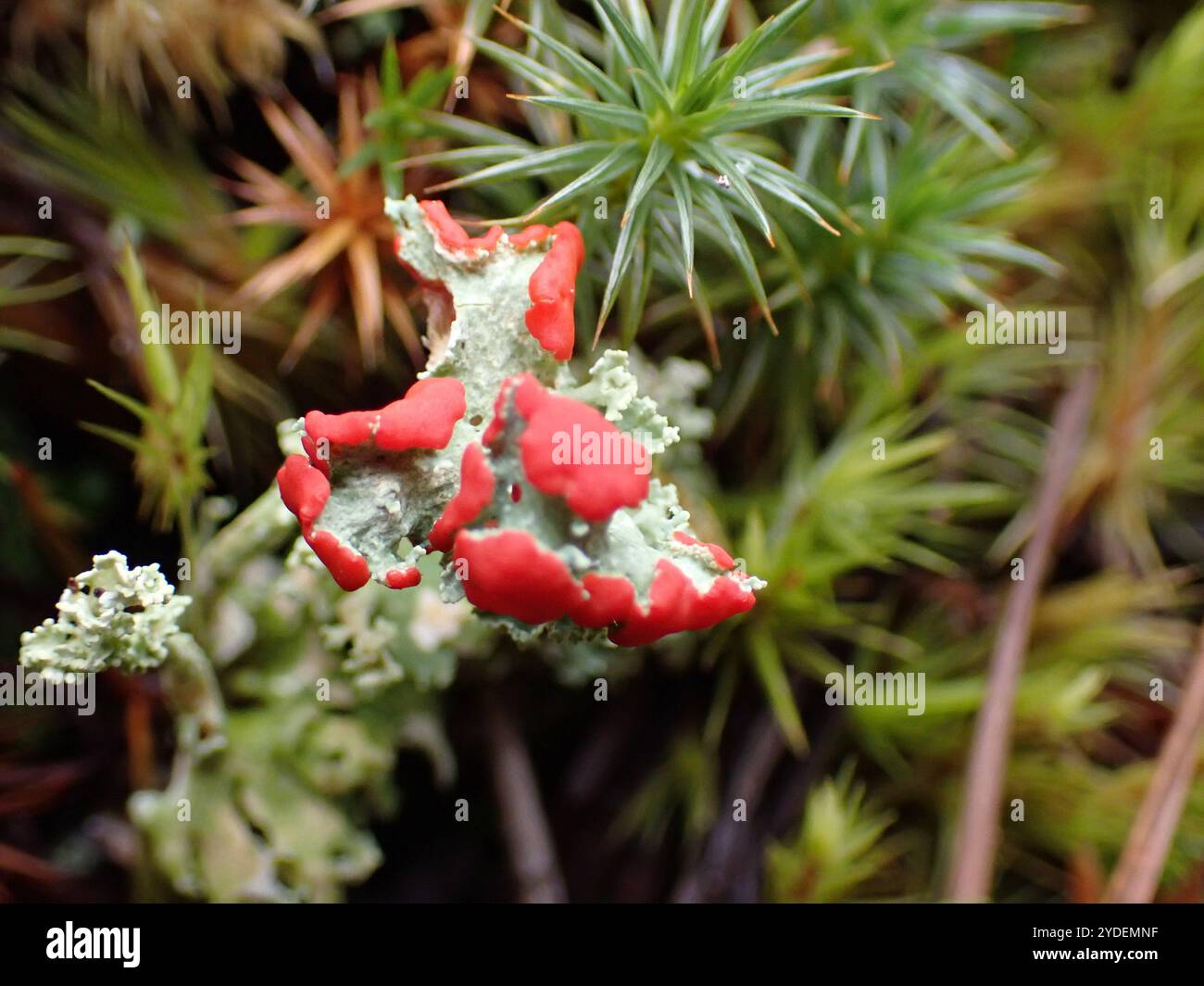 Soldats jouets (Cladonia bellidiflora) Banque D'Images
