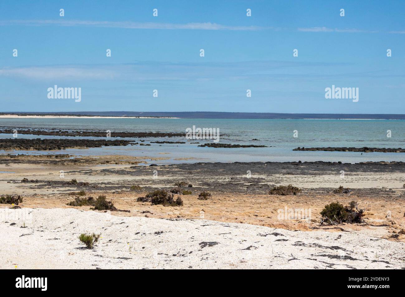 Hamelin Pool Stromatolites, Australie occidentale Banque D'Images