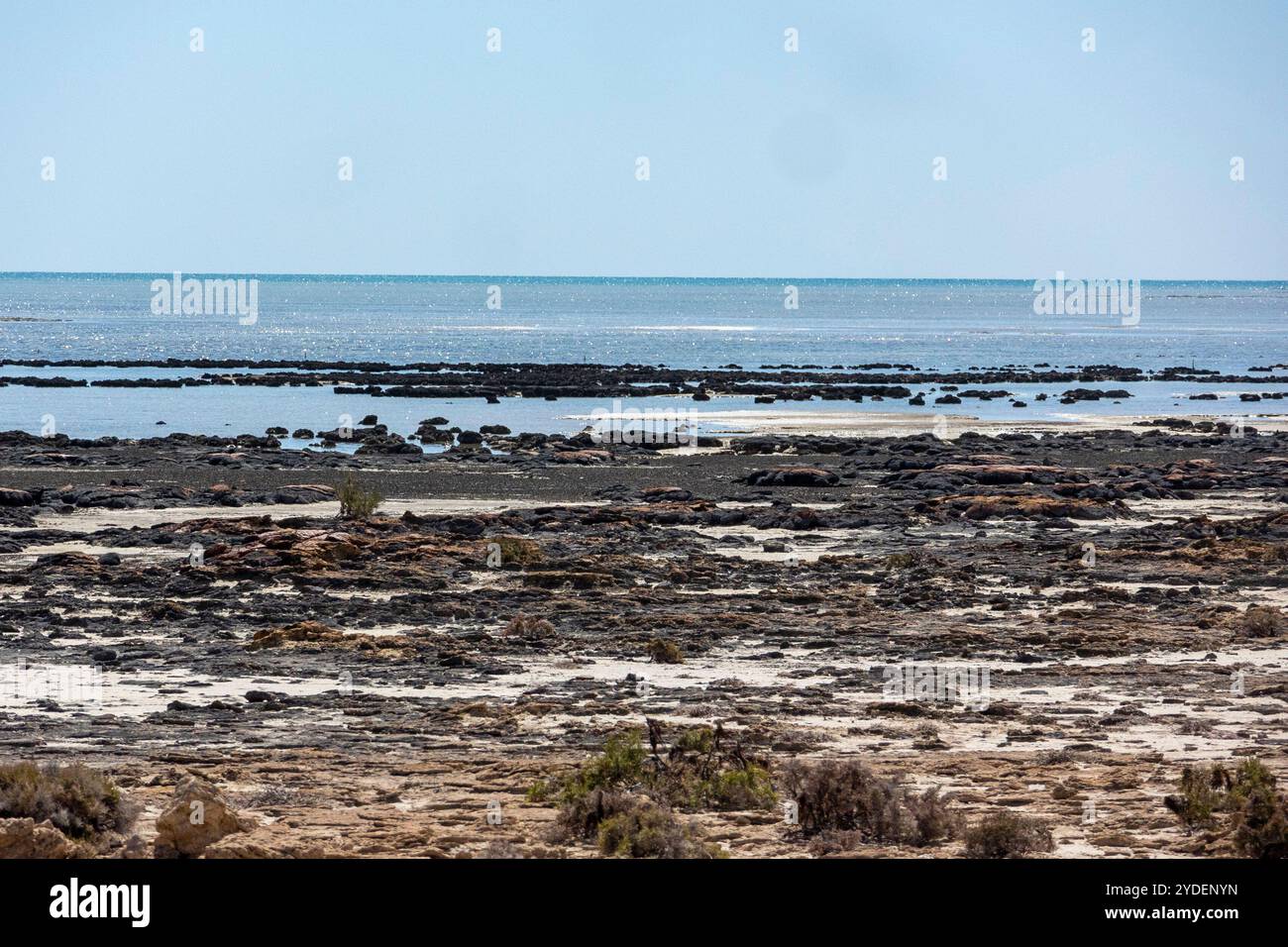 Hamelin Pool Stromatolites, Australie occidentale Banque D'Images