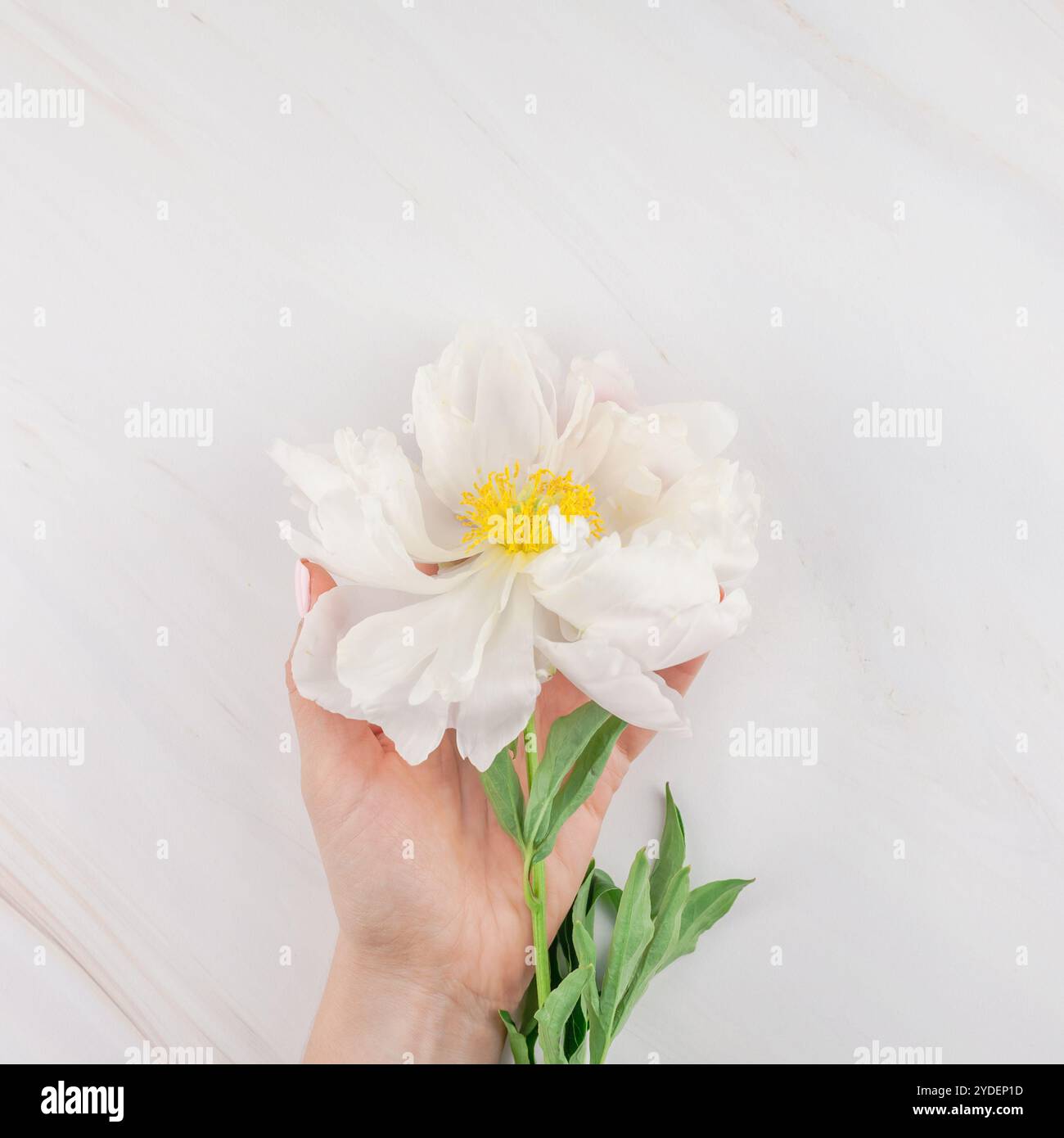 Fleurs de pivoine blanche sur fond de marbre Banque D'Images