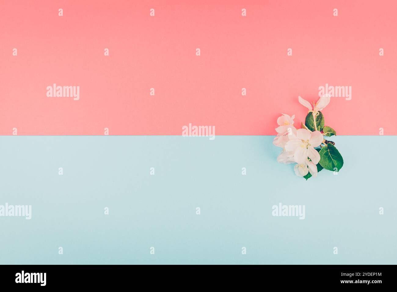 Brunch printanier blanc en fleurs de pommier Banque D'Images