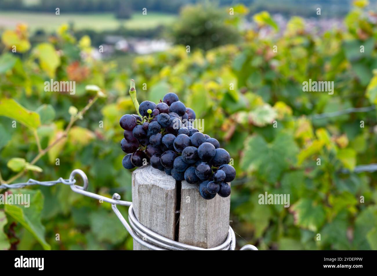 Grappe mûre de raisins de vin pinot noir ou meunier en autuimn sur vignobles de champagne de premier cru dans le village Hautvillers, Champange, France, récolte tim Banque D'Images