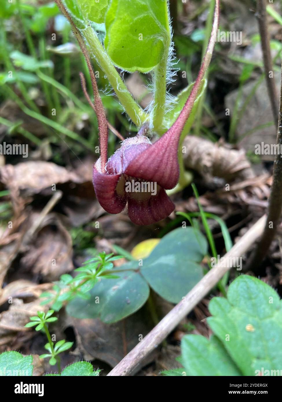 Gingembre sauvage occidental (Asarum caudatum) Banque D'Images