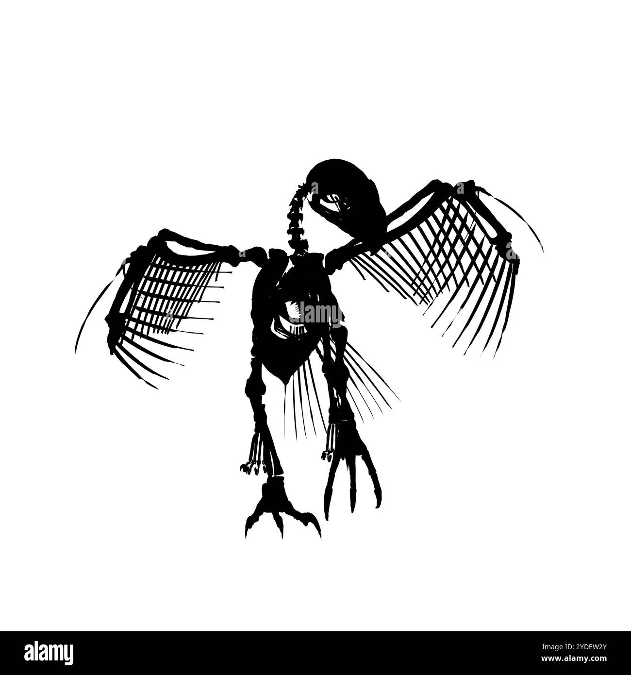 Illustration de dessin de gravure antique de vecteur de squelette d'oiseau de silhouette isolé sur fond blanc. Silhouette détaillée du squelette d'une anci Illustration de Vecteur