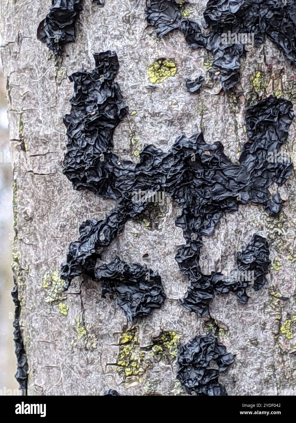 Beurre de Warlock (Exidia nigricans) Banque D'Images