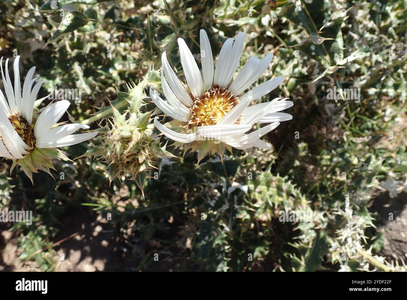 Chardon du Lesotho (Berkheya cirsiifolia) Banque D'Images