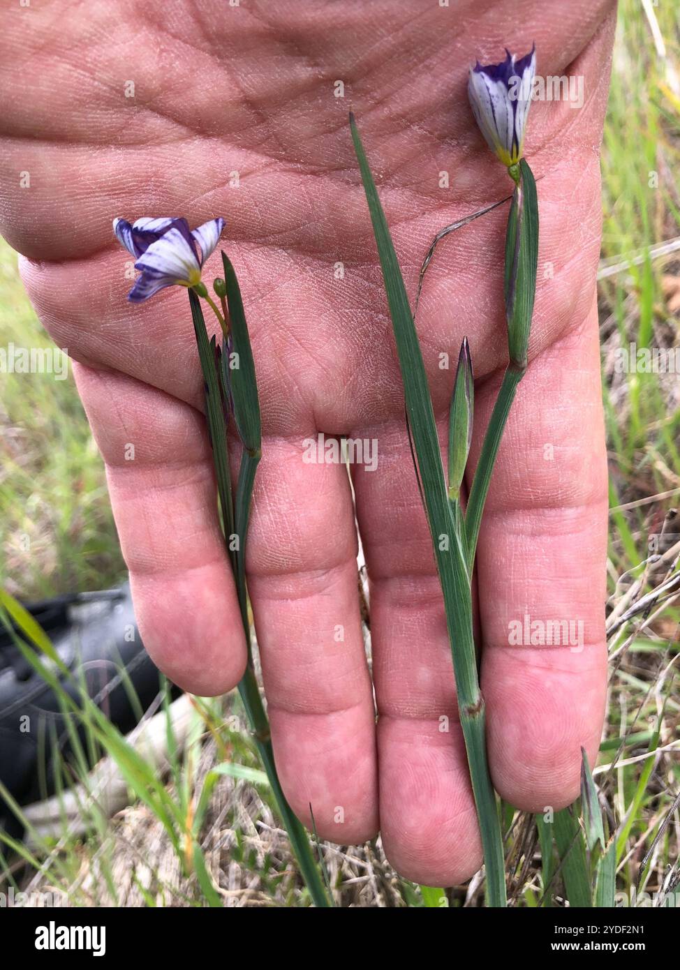 Herbe aux yeux bleus de l'ouest (Sisyrinchium bellum) Banque D'Images