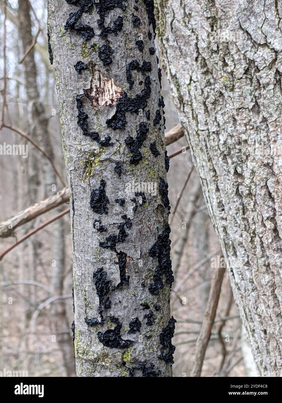 Beurre de Warlock (Exidia nigricans) Banque D'Images