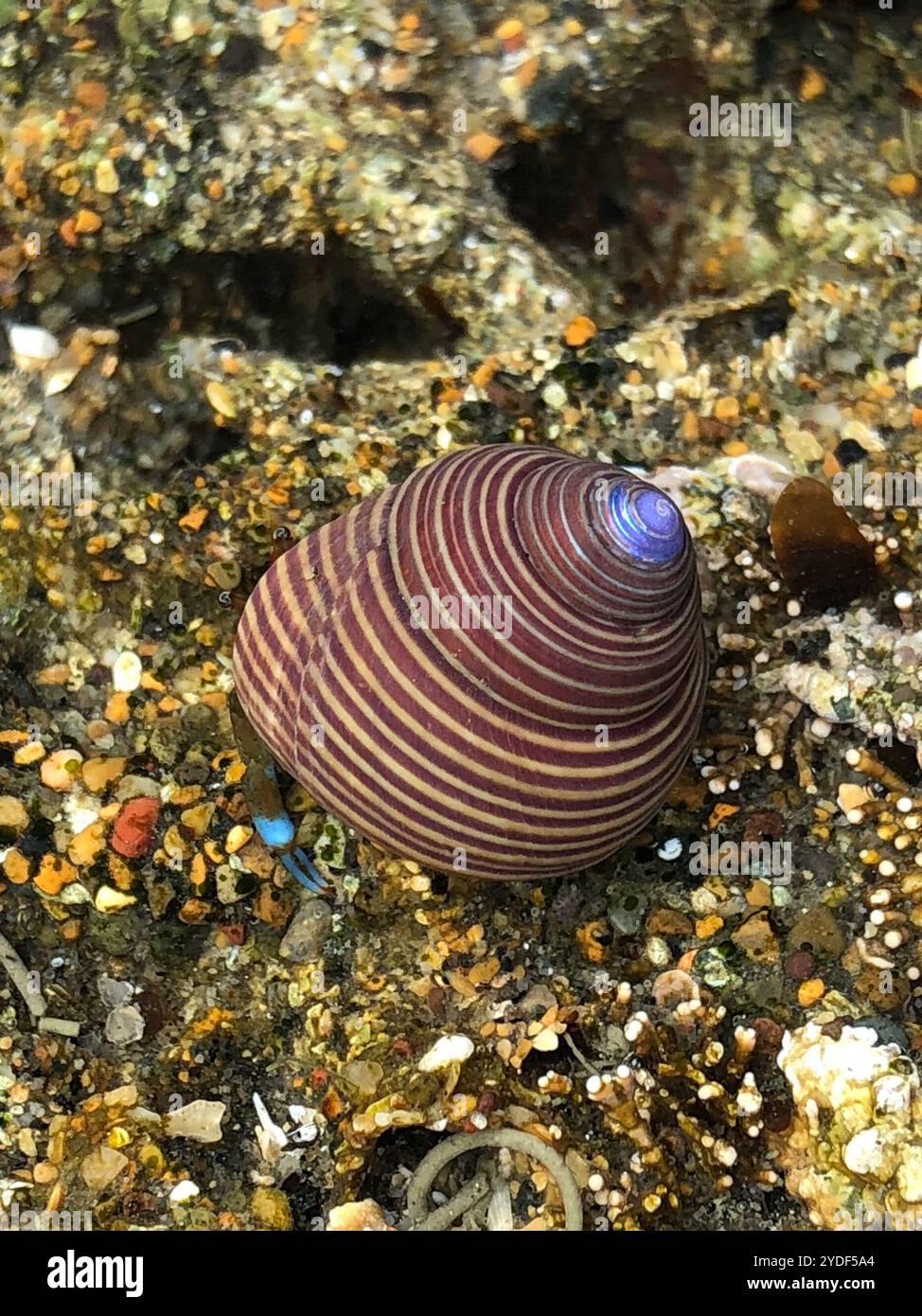 Escargot supérieur à anneaux bleus (Calliostoma ligatum) Banque D'Images