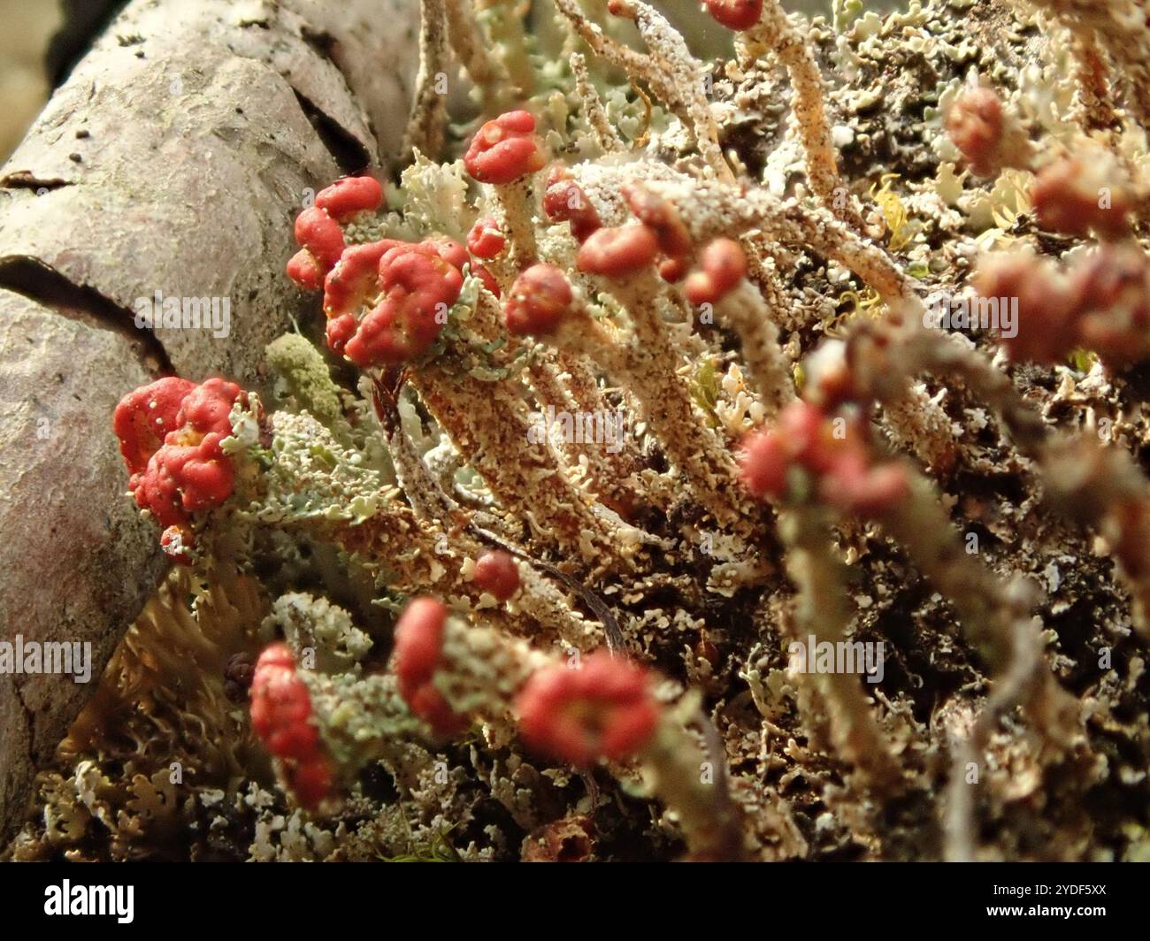 Soldats jouets (Cladonia bellidiflora) Banque D'Images