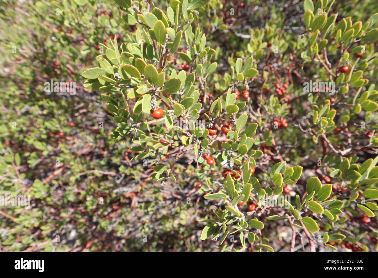 Manzanita à feuilles pointues (Arctostaphylos pungens) Banque D'Images