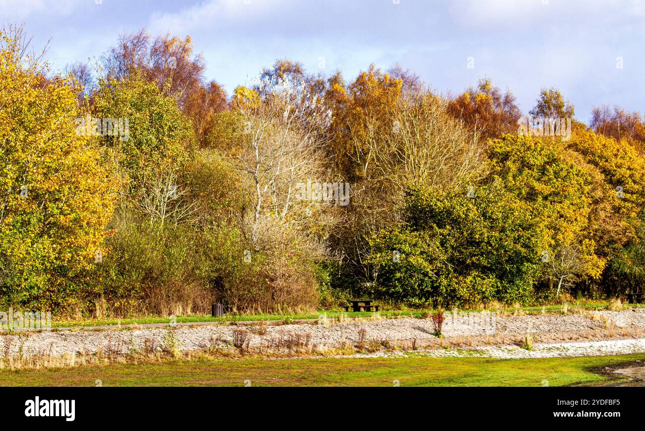 Dundee, Tayside, Écosse, Royaume-Uni. 26 octobre 2024. Météo britannique : le climat pluvieux de l'automne crée une beauté naturelle magnifique dans les bois du parc Dundee Clatto, avec le vent soufflant les feuilles des arbres et créant un affichage spectaculaire des couleurs saisonnières dans les bois en Écosse. Crédit : Dundee Photographics/Alamy Live News Banque D'Images