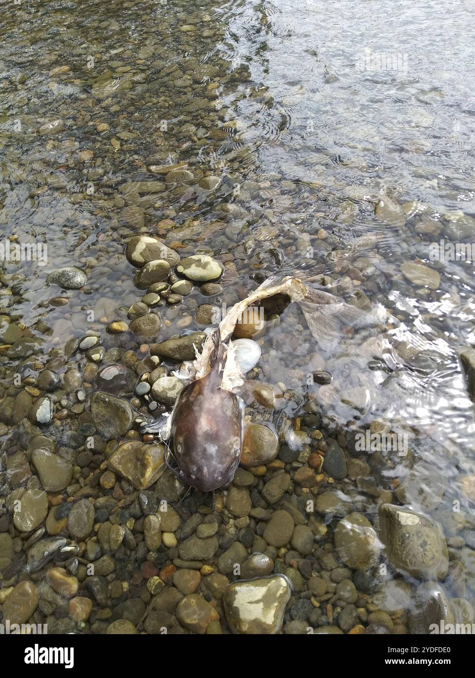 La barbue de rivière (Ictalurus punctatus) Banque D'Images