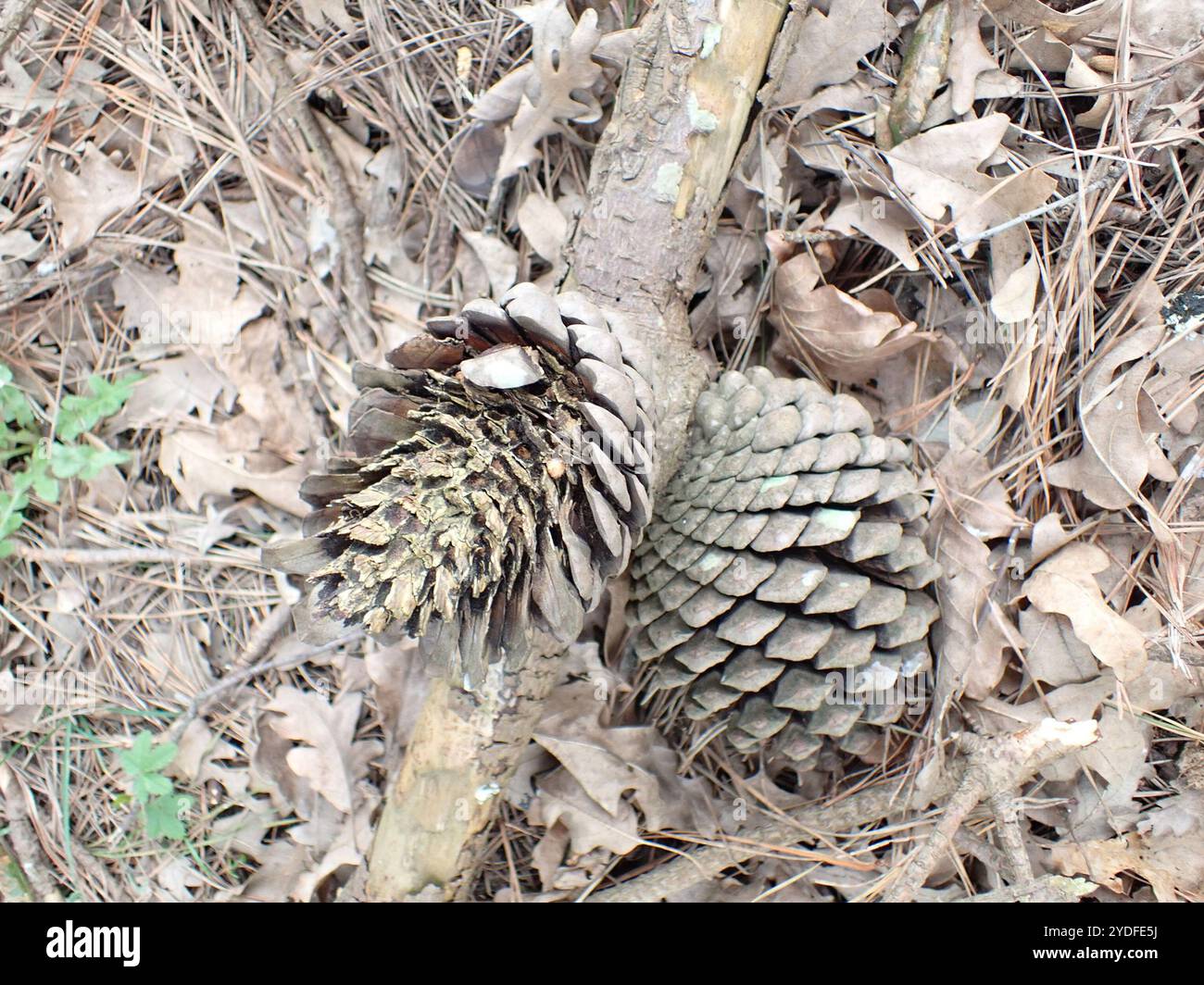 PIN de Monterey (Pinus radiata Photo Stock - Alamy