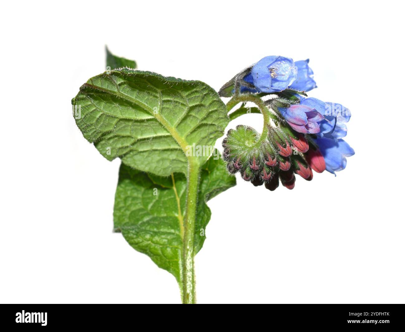 Consoude commune Symphytum officinale fleurs bleues gros plan sur fond blanc Banque D'Images