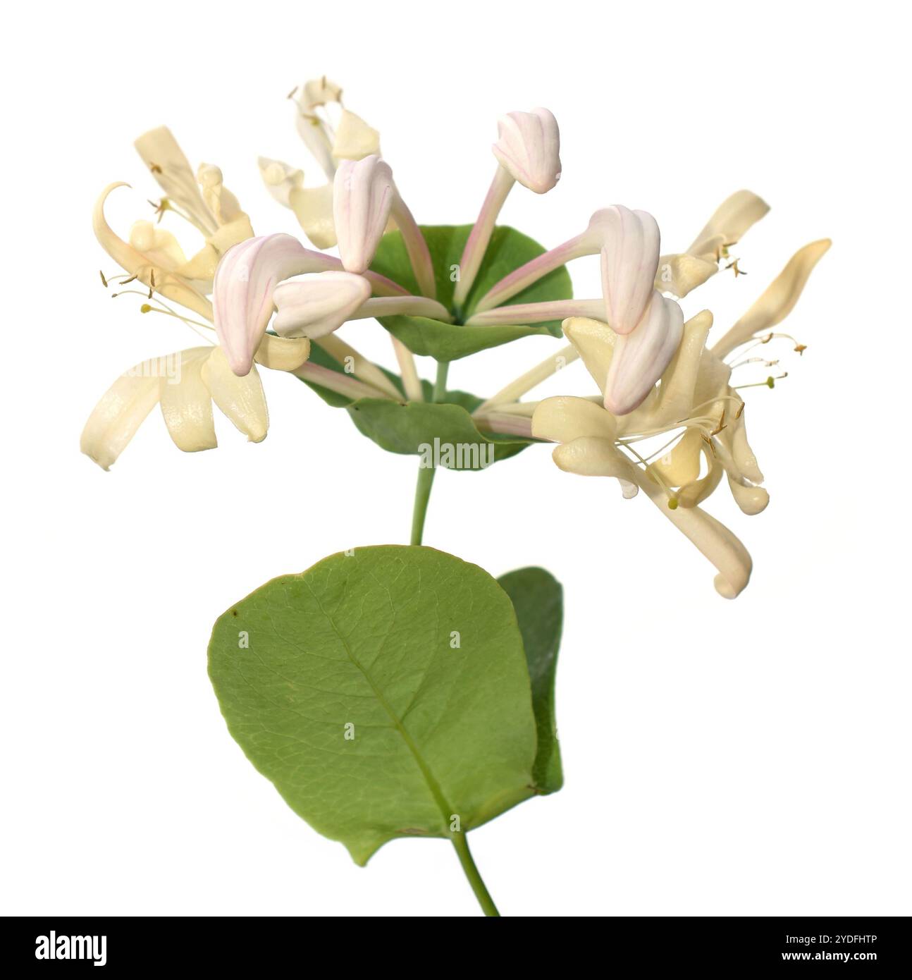 Fleur japonaise de chèvrefeuille Lonicera japonica sur fond blanc Banque D'Images