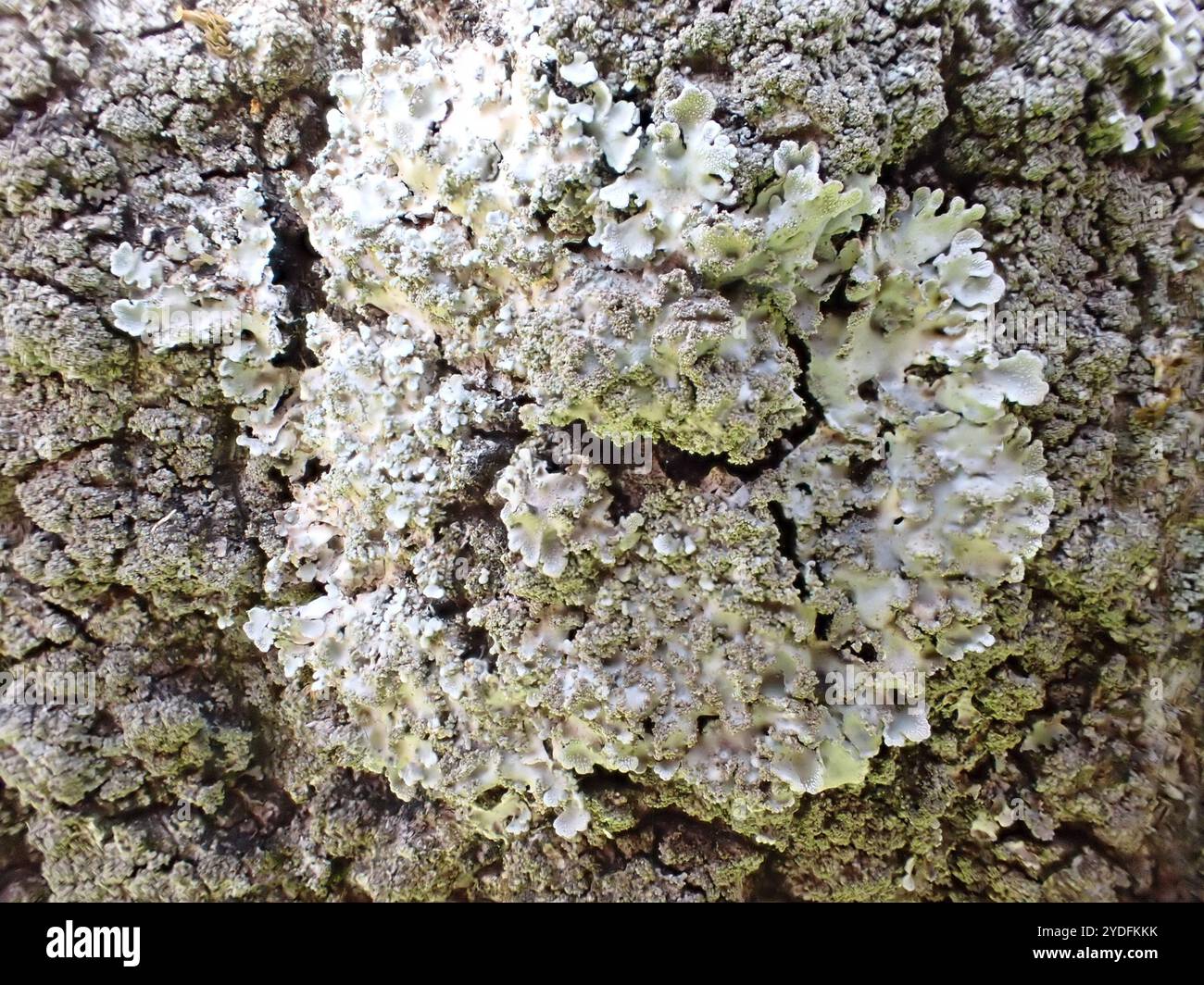 Lichen givré gris (Physconia grisea) Banque D'Images