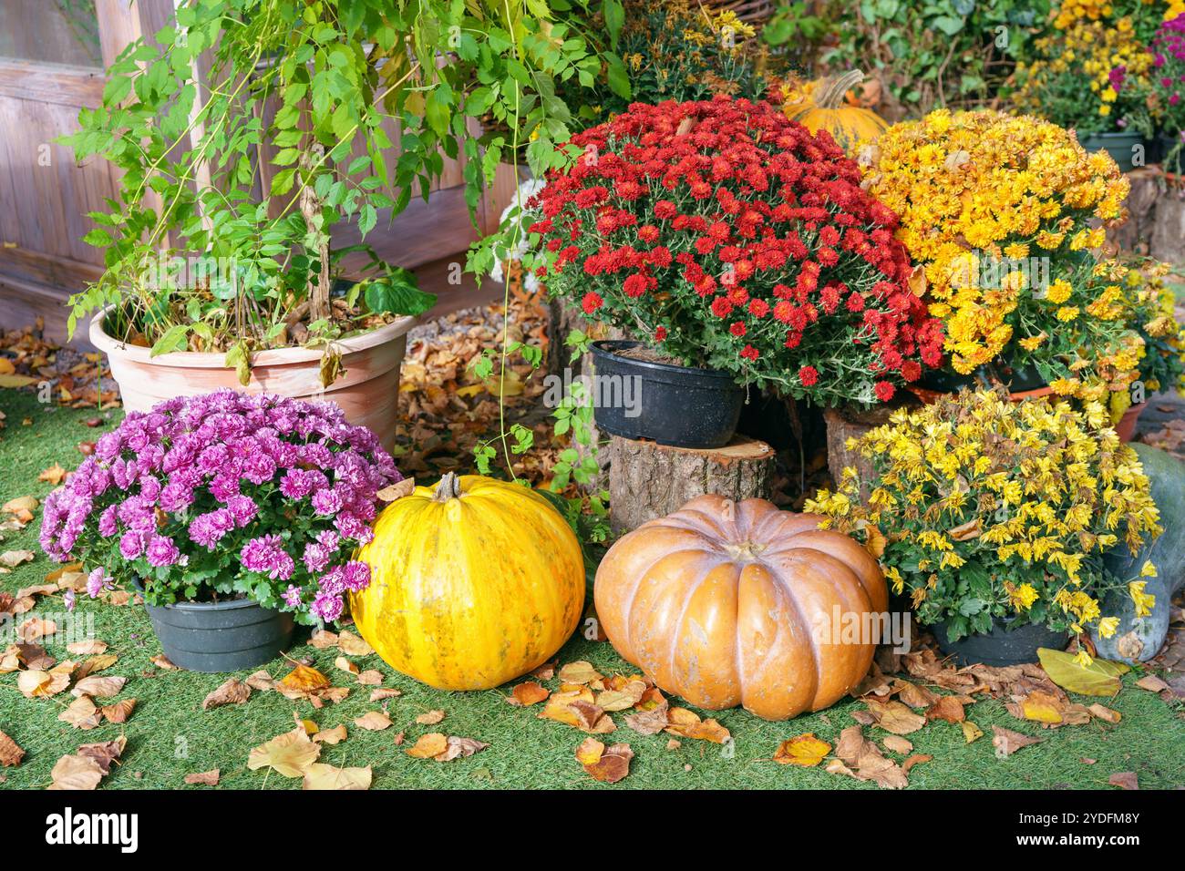 Fleurs de chrysanthèmes jaunes, roses et rouges et grandes citrouilles oranges créent une atmosphère d'automne charmante à l'extérieur dans le jardin avec des feuilles d'automne. Banque D'Images
