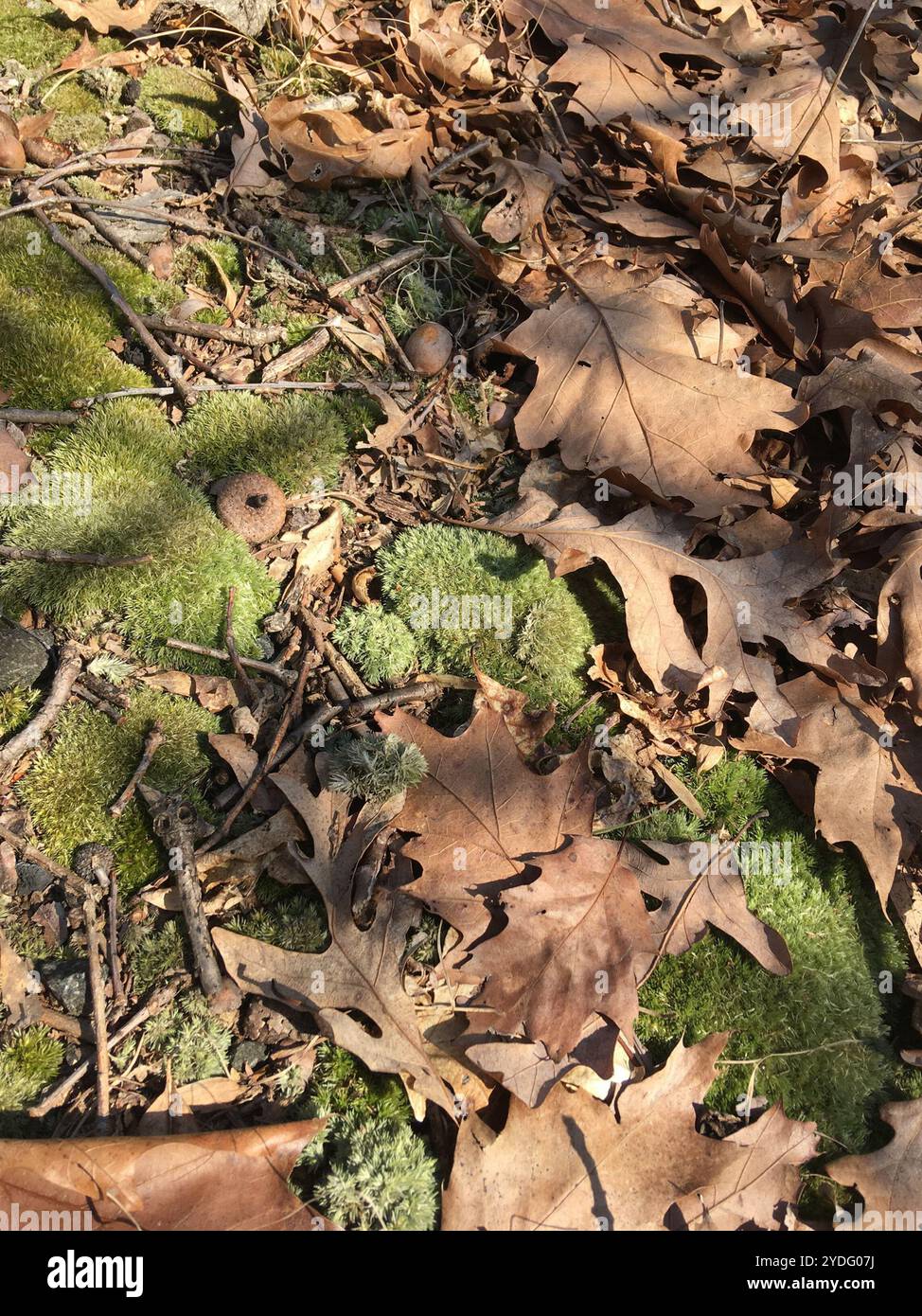 Mousse de coussin d'épingle (Leucobryum glaucum) Banque D'Images