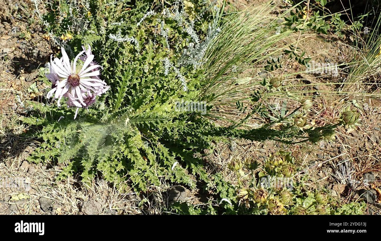 Chardon violet africain (Berkheya purpurea) Banque D'Images