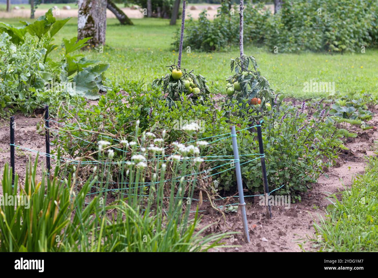 plants de tomates poussant à l'extérieur dans le jardin de l'arrière-cour Banque D'Images