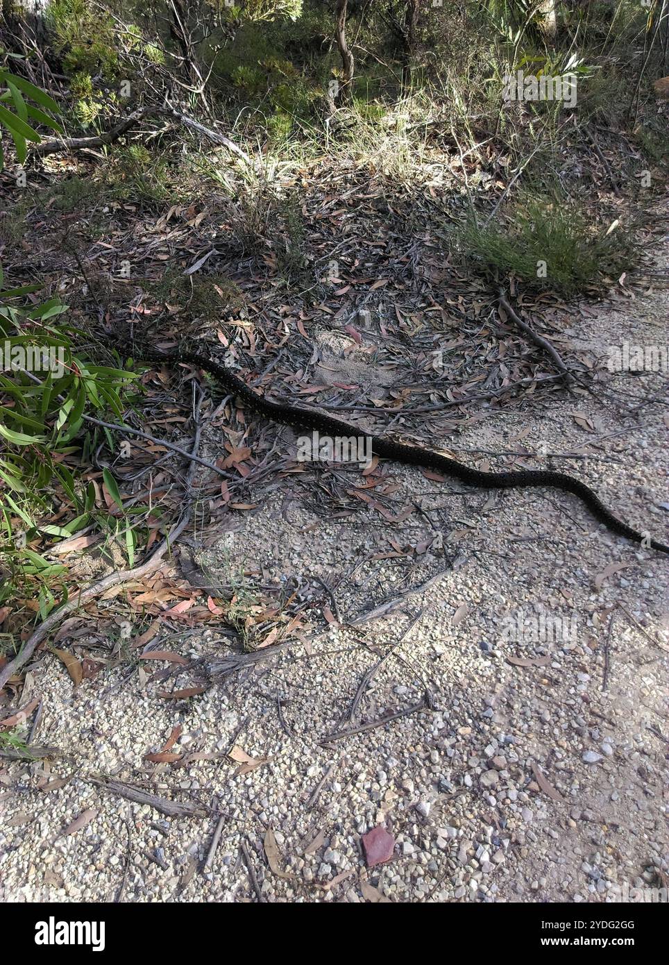 Python diamant (Morelia spilota spilota) Banque D'Images