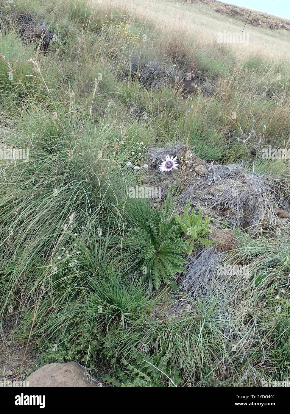 Chardon violet africain (Berkheya purpurea) Banque D'Images