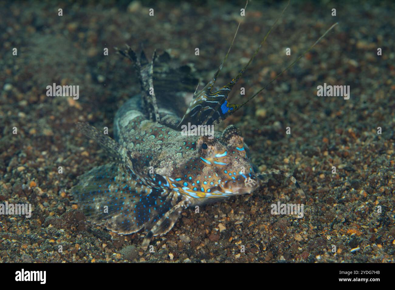 À l'aide de ses nageoires pelviennes modifiées, un dragonet à pattes, Dactylopus dactylopus, rampant sur un fond marin de sable noir en Indonésie. Banque D'Images