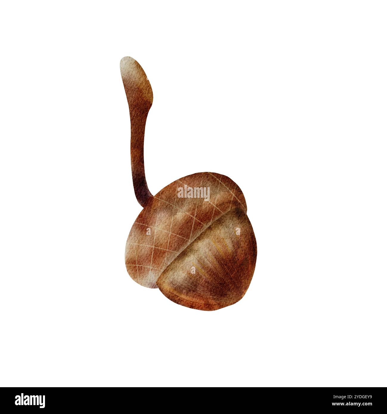 Gland d'aquarelle sur un fond blanc isolé. Dessiné à la main dans un style réaliste. Illustration d'automne de fruits de chêne, arbre de parc. Convient pour l'impression Banque D'Images