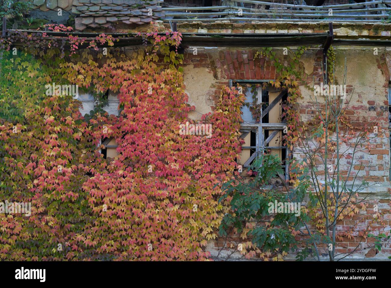 Parthenocissus tricuspidata feuilles multicolores colorées luxuriantes en automne lierre Boston, lierre raisin et lierre japonais, et aussi comme crêpe japonaise Banque D'Images