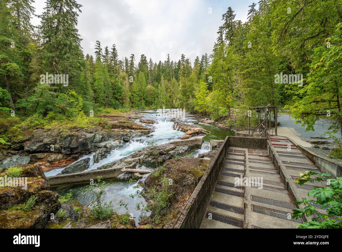 L'écloserie de Stamp Falls sur l'île de Vancouver Banque D'Images