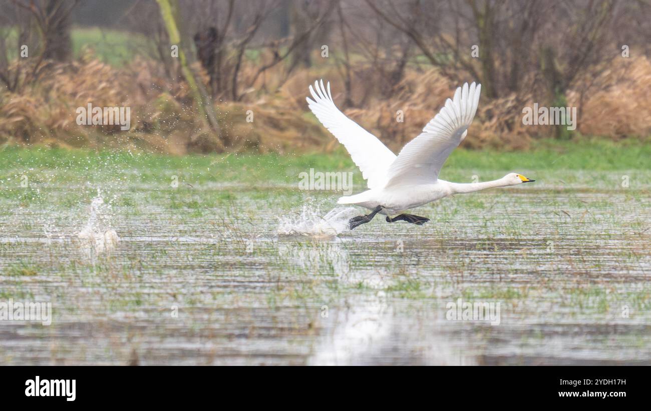 Le cygne de Whooper (Cygnus cygnus) commence à décoller avec des ailes déployées et des éclaboussures d'eau derrière. Allemagne. Banque D'Images