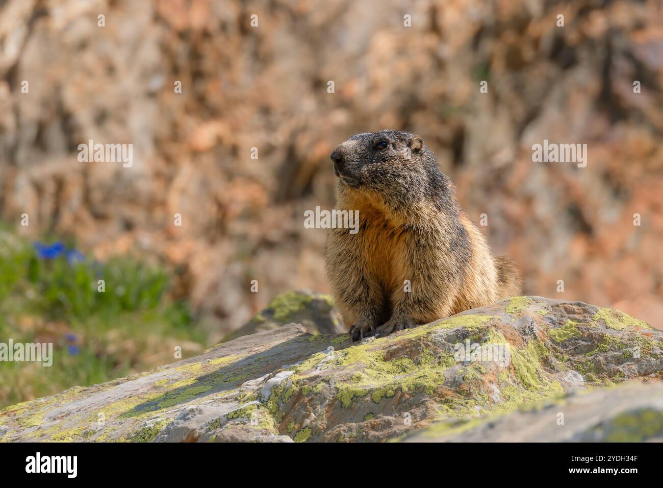 Une marmotte profite du soleil dans la vallée du Val Curciusa, Alpes suisses, Suisse Banque D'Images