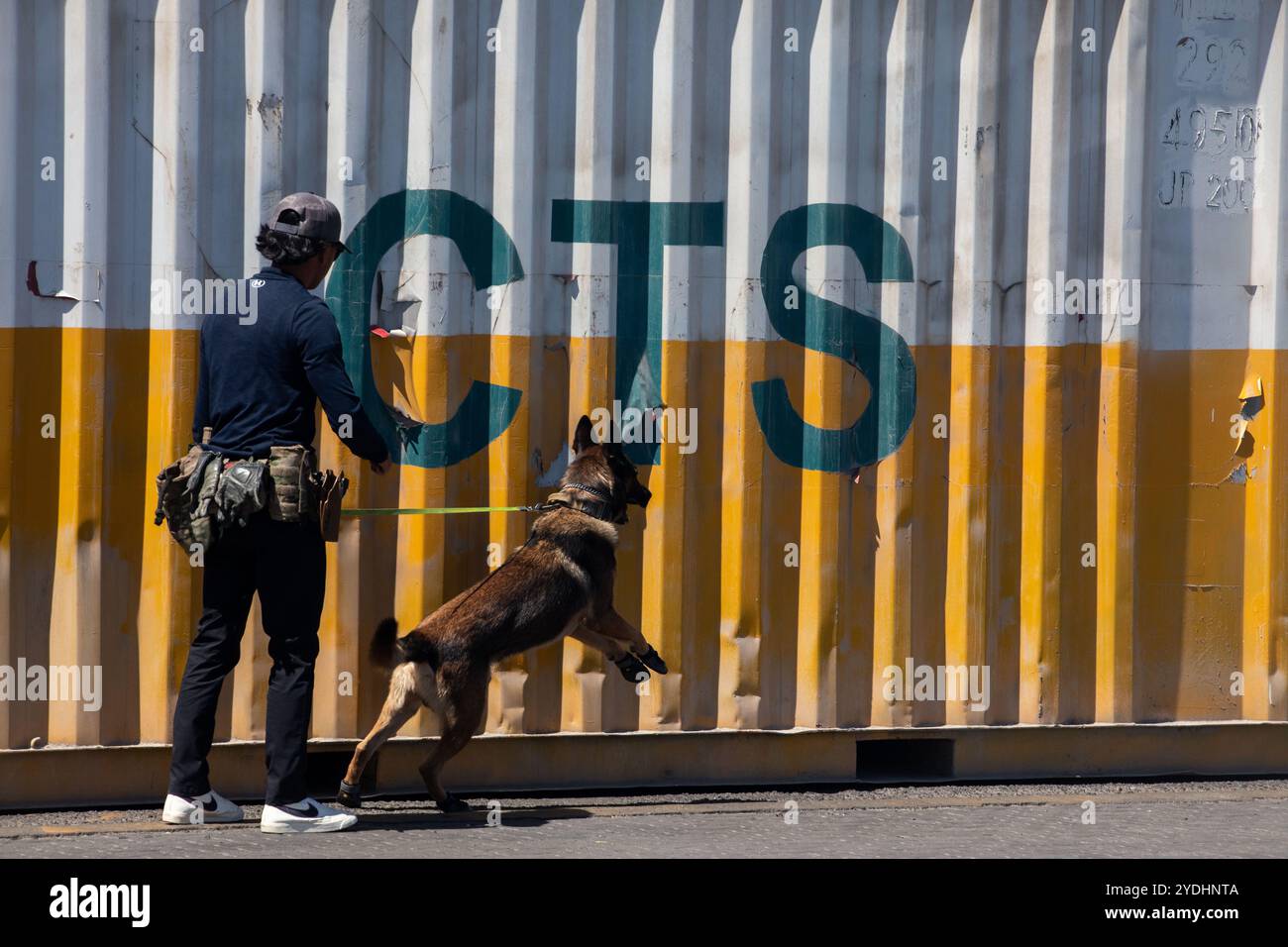 Des chiens de travail de l'armée américaine, affectés à l'ASG-Koweït, balayent le chantier pendant les opérations portuaires pour L'AS-53 à un endroit non divulgué dans la zone de responsabilité du commandement central des États-Unis, 27 septembre 2024. (Photo de l'armée américaine par le sergent d'état-major Brianne Maze) Banque D'Images