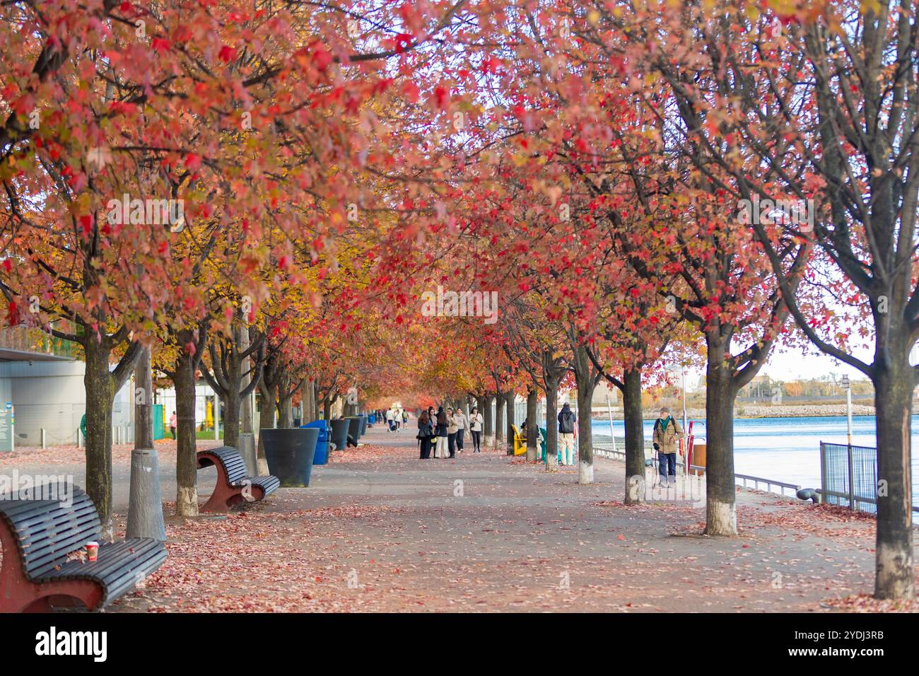 Les piétons profitent du dernier souffle de feuilles colorées lors d'une journée d'automne fraîche sur le front de mer du centre-ville de Toronto. Banque D'Images