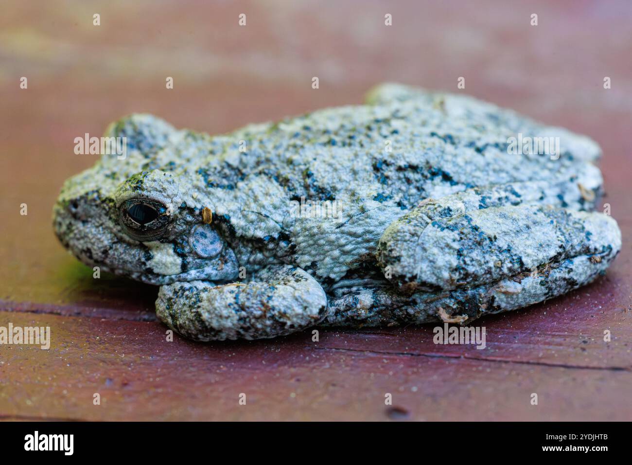 Une grenouille grise assise sur du bois essayant de se fondre dans les bras et les jambes cachés. Gros plan Macro Banque D'Images