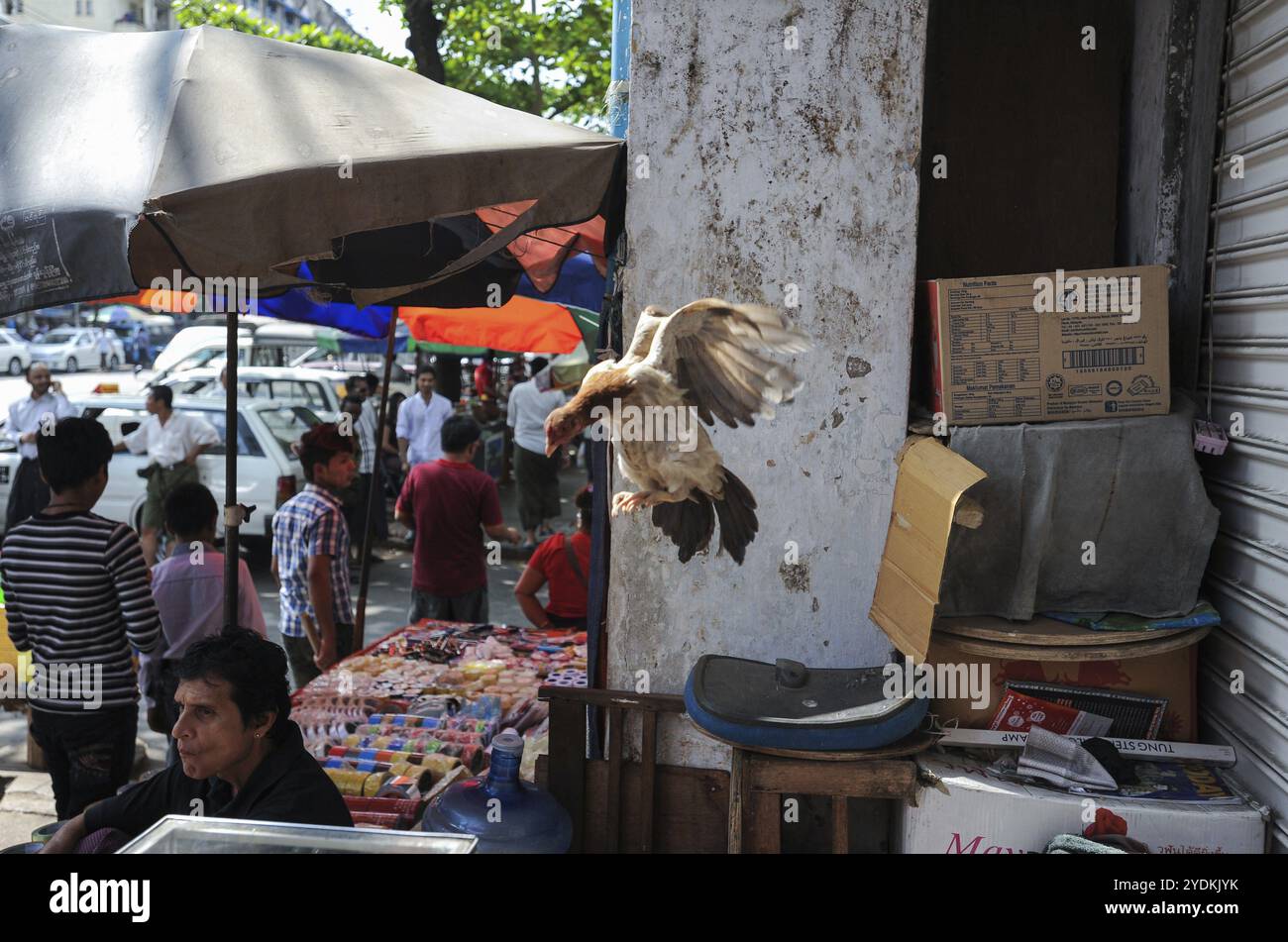 14.02.2014, Yangon, Myanmar, Asie, Un poulet volant tentant de voler au-dessus d'un étal de rue dans le centre-ville de l'ancienne capitale, Asie Banque D'Images 14.02.2014, Yangon, Myanmar, Asie, Un poulet volant tentant de voler au-dessus d'un étal de rue dans le centre-ville de l'ancienne capitale, Asie Banque D'Images