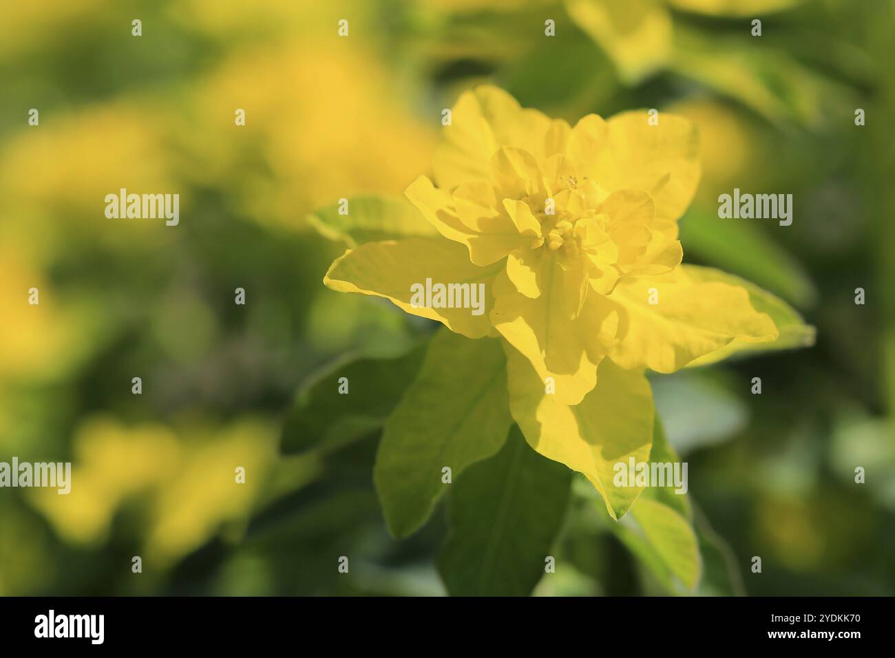 Fleur jaune d'Euphorbia polychroma, communément appelée Cushion Spurge, se referme au printemps Banque D'Images